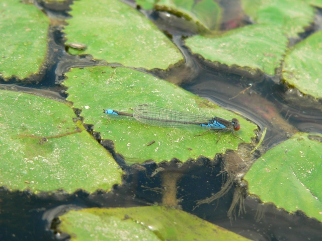 Erythromma viridulum - kis pirosszemű-légivadász