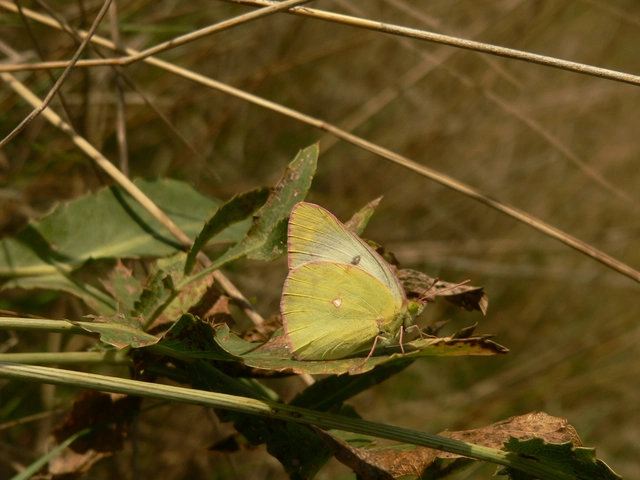 Colias hyale - kéneslepke
