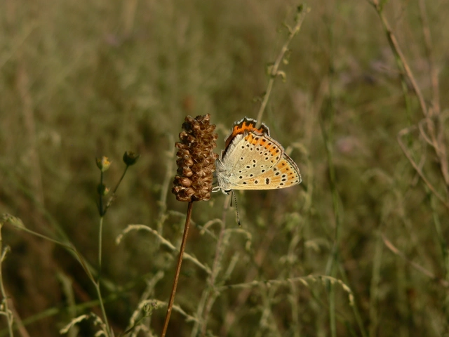 Lycaena thersamon - kis tűzlepke