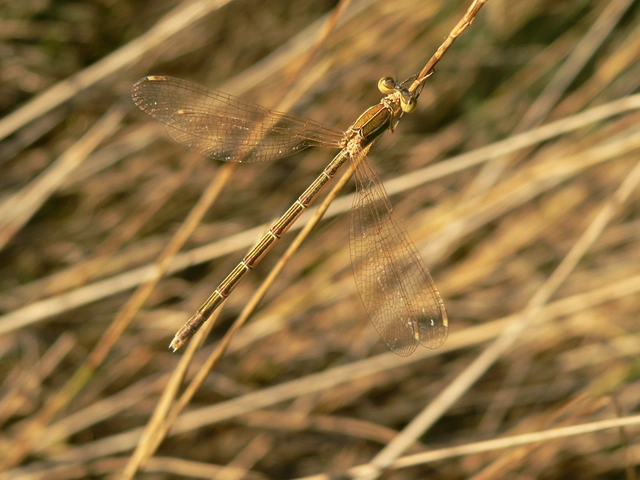 Lestes barbarus - foltosszárnyjegyű rablószitakötő