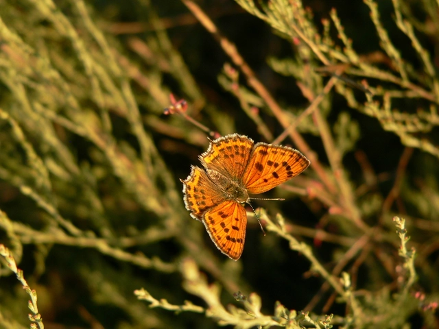 Lycaena thersamon - kis tűzlepke