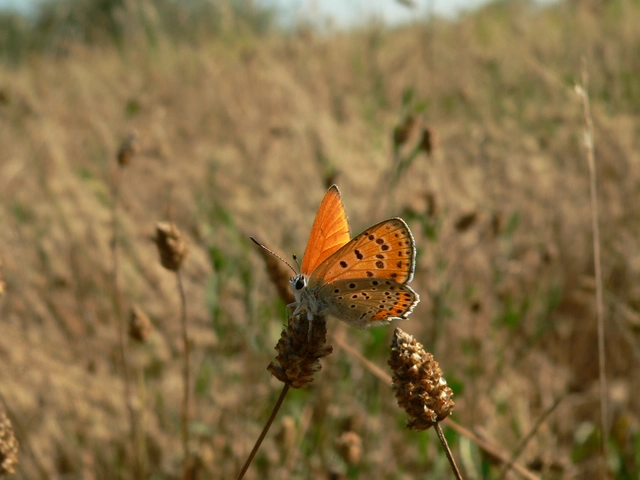 Lycaena thersamon - kis tűzlepke