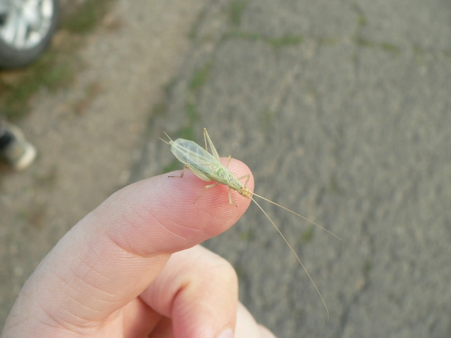 Oecanthus pellucens - pirregőtücsök