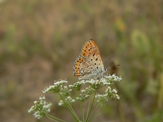 Lycaena thersamon - kis tűzlepke