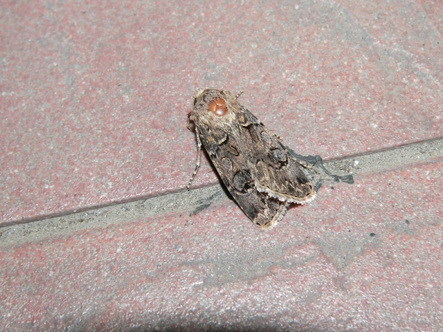 Agrotis bigramma - kétjegyű földibagoly