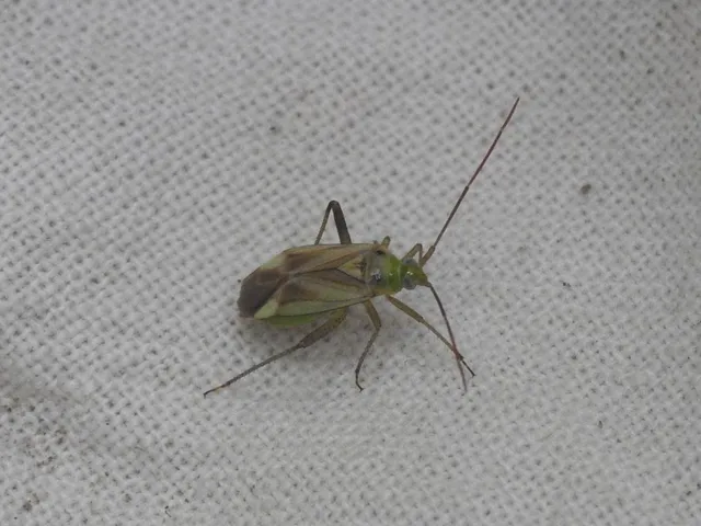 Adelphocoris lineolatus - lucernapoloska