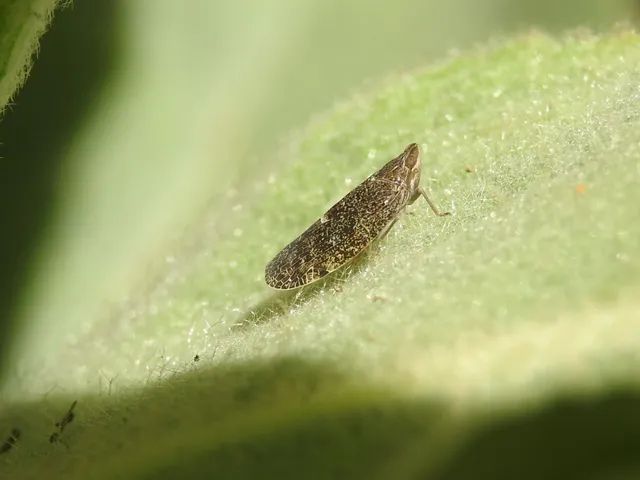 Cixidia pilatoi
