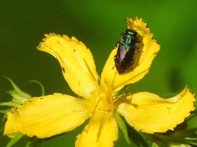 Anthaxia suzannae - Zsuzsanna-virágdíszbogár