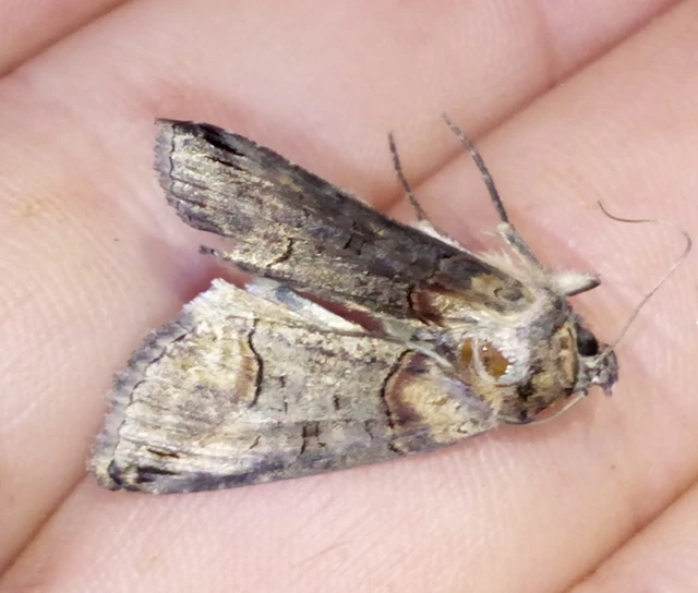 Abrostola triplasia - közönséges csalánbagoly