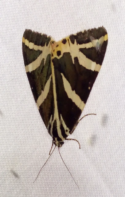 Euplagia quadripunctaria - csíkos medvelepke