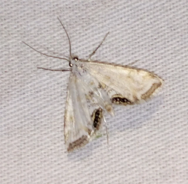 Cataclysta lemnata - békalencsemoly