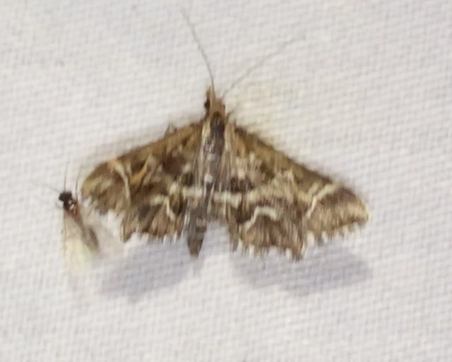 Diasemia reticularis - betűmintás tűzmoly