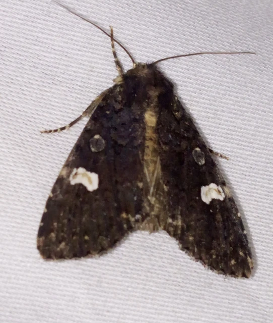 Melanchra persicariae - fehérfoltos kertibagoly