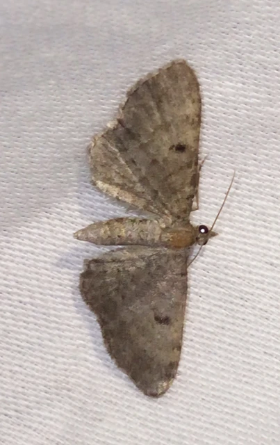 Eupithecia selinata - lápi törpearaszoló