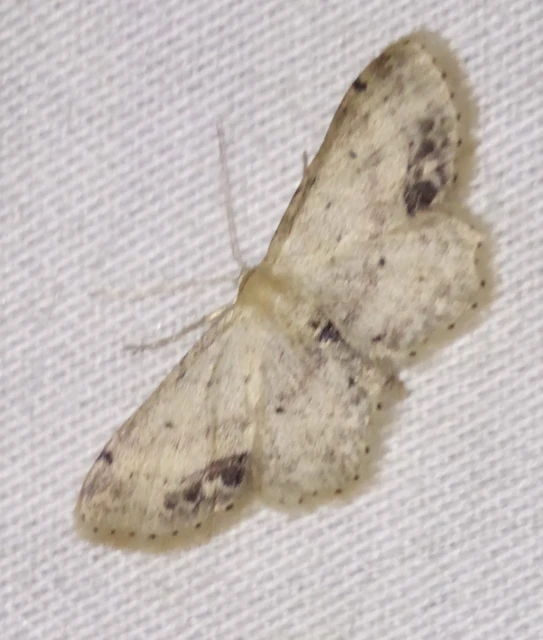 Idaea dimidiata - gyakori apróaraszoló