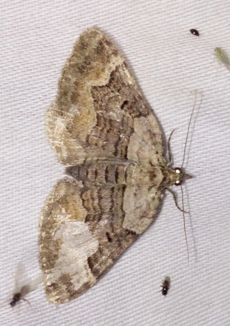 Xanthorhoe quadrifasiata - négysávos tarkaaraszoló