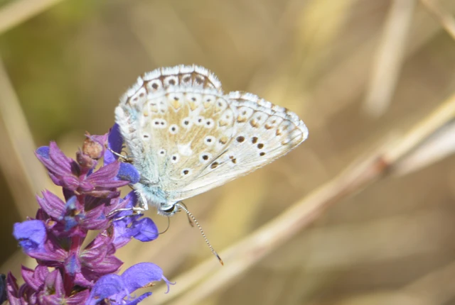 Polyommatus coridon - ezüstkék boglárka