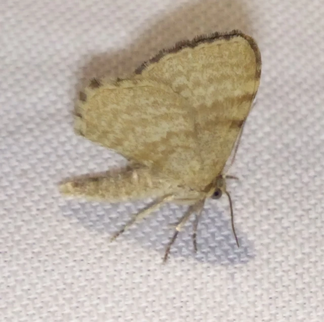 Euchoeca nebulata - barnás égeraraszoló
