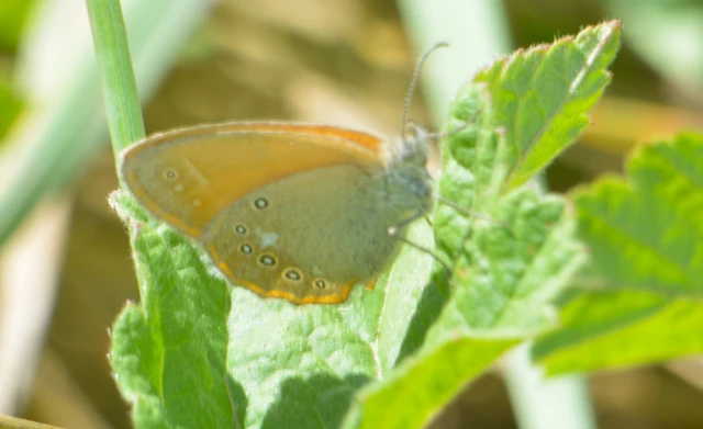 Coenonympha glycerion - közönséges szénalepke