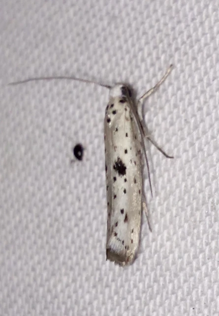 Yponomeuta plumbella - pókhálós bengemoly
