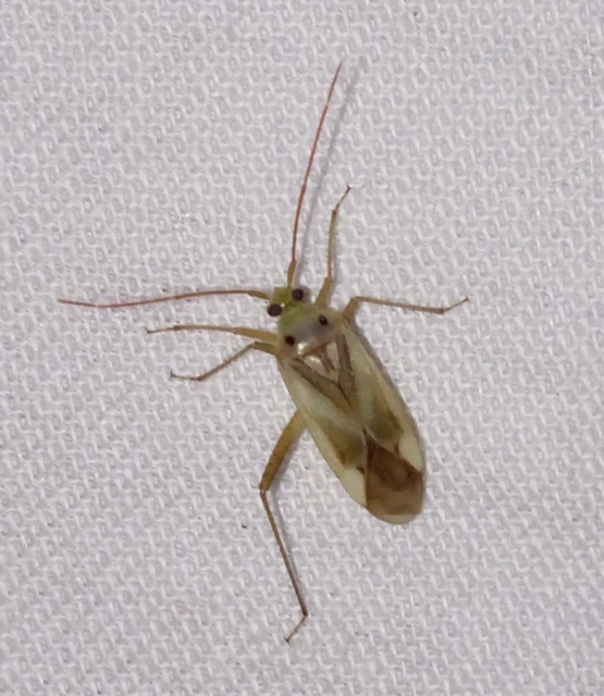 Adelphocoris lineolatus - lucernapoloska