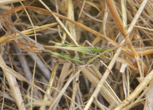 Oedaleus decorus - szalagos sáska