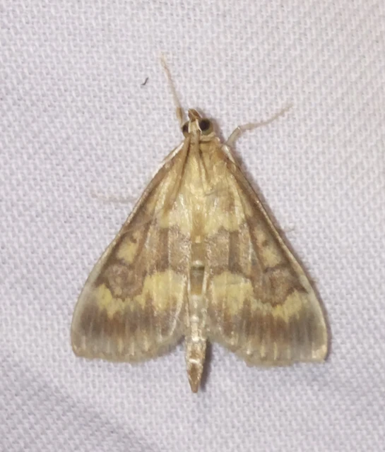 Ostrinia nubilalis - kukoricamoly