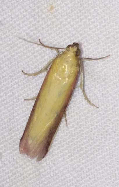 Oncocera semirubella - lucernamoly