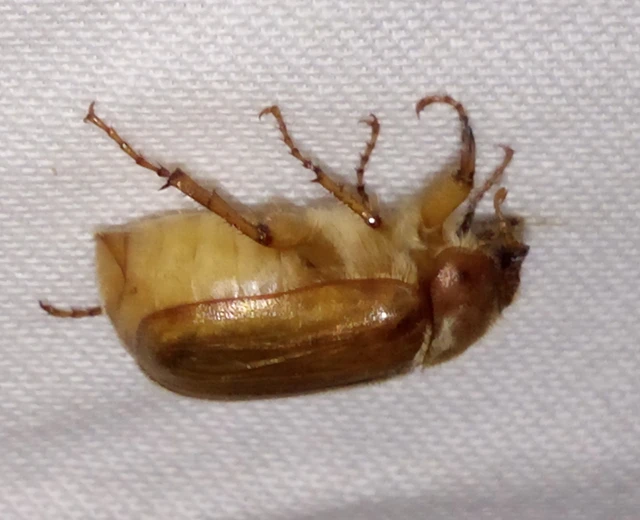 Amphimallon burmeisteri