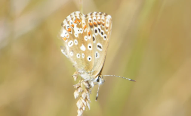 Polyommatus coridon - ezüstkék boglárka