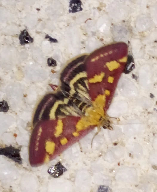Pyrausta purpuralis - közönséges bíbormoly