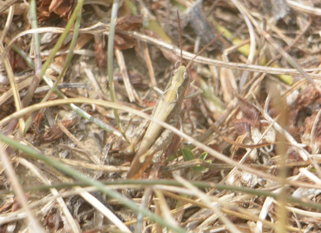 Chorthippus (Glyptobothrus) (subgenus)
