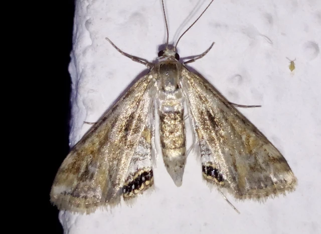 Cataclysta lemnata - békalencsemoly