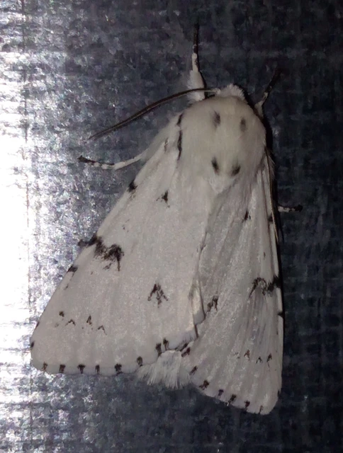 Acronicta leporina - fehér szigonyosbagoly