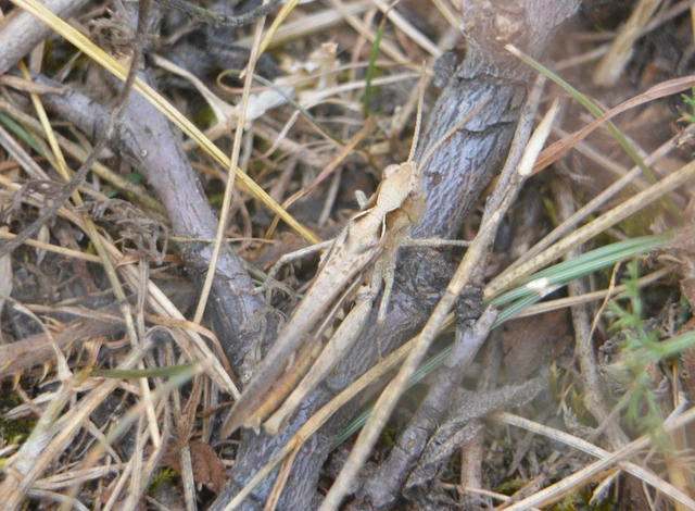 Chorthippus (Glyptobothrus) (subgenus)