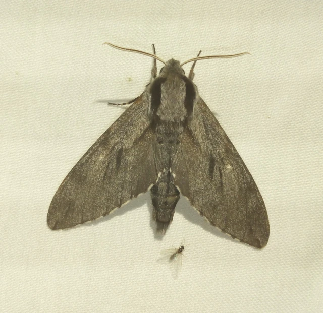 Hyloicus pinastri - fenyőszender
