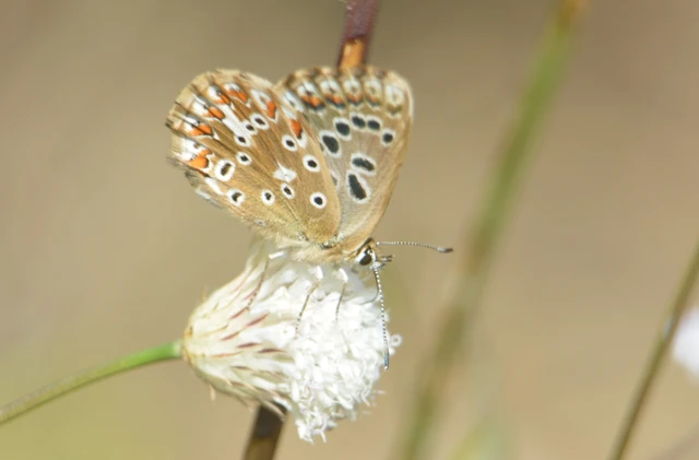 Polyommatus coridon - ezüstkék boglárka