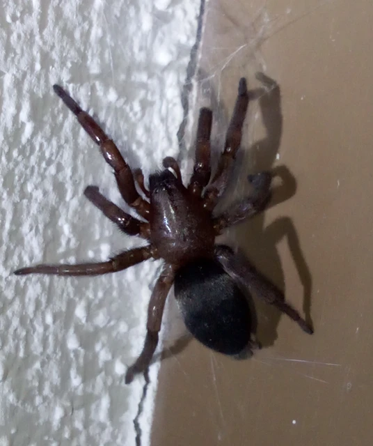 Scotophaeus