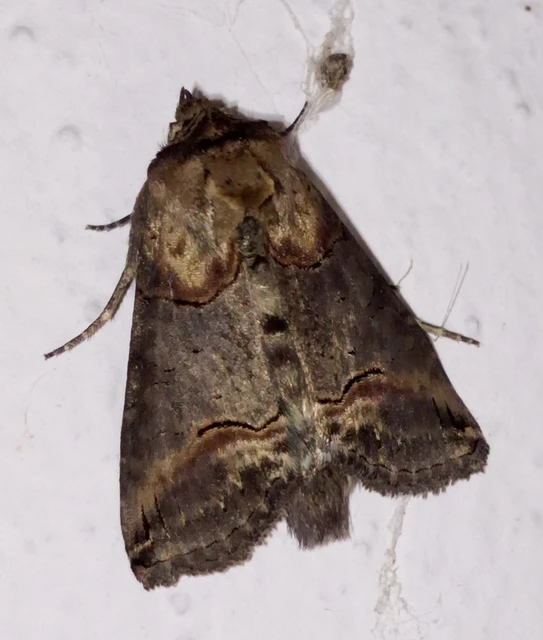 Abrostola triplasia - közönséges csalánbagoly