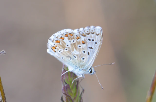 Polyommatus coridon - ezüstkék boglárka