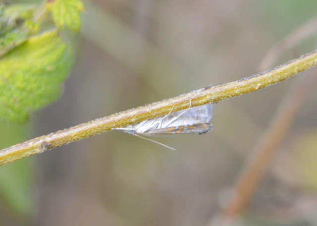 Euchromius
