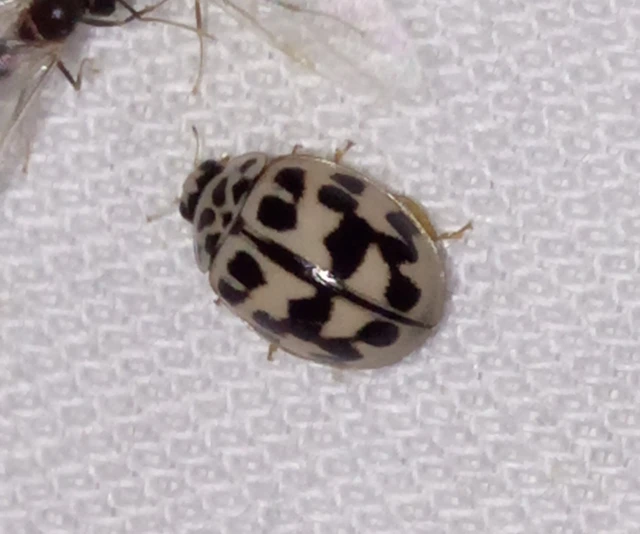Oenopia conglobata - rózsás katica
