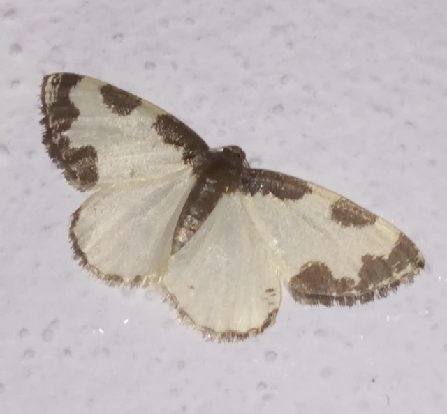 Lomaspilis marginata - szegélyes nyárfaaraszoló