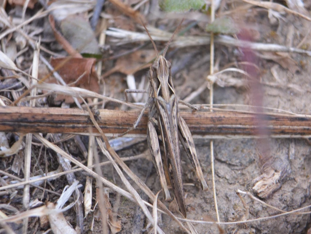 Chorthippus (Glyptobothrus) (subgenus)