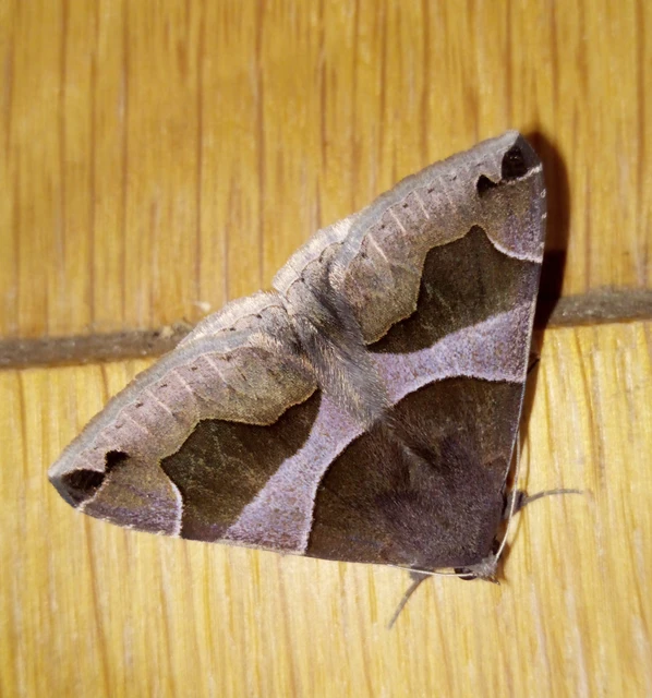 Dysgonia algira - déli porcelánbagoly