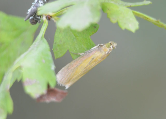 Oncocera semirubella - lucernamoly
