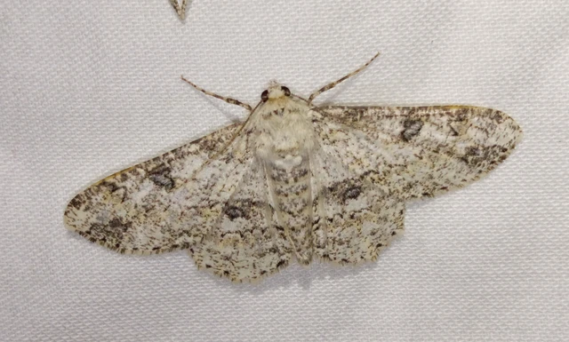 Ascotis selenaria - holdas faaraszoló