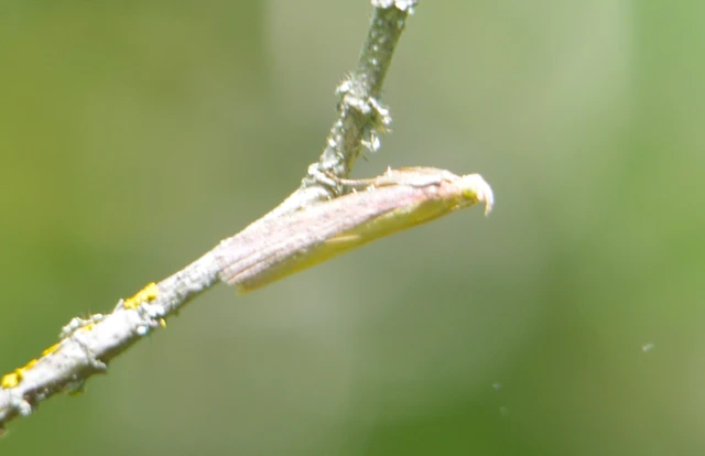 Oncocera semirubella - lucernamoly
