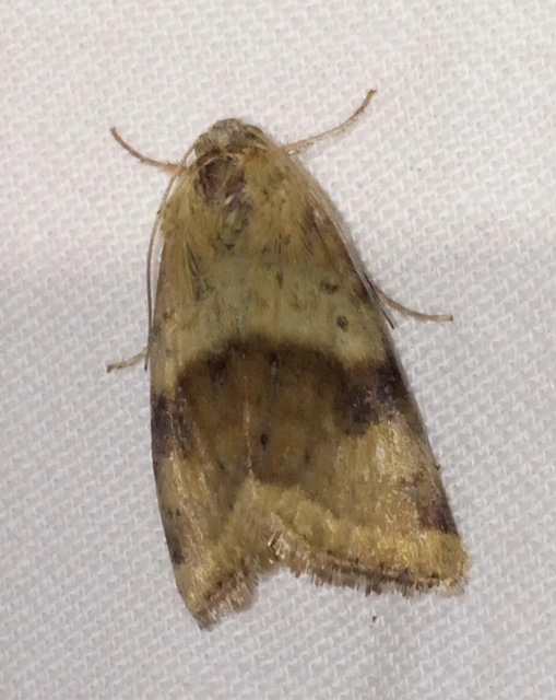 Heliothis viriplaca - mácsonyabagoly