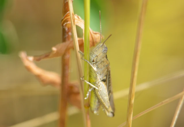 Chorthippus (Glyptobothrus) (subgenus)